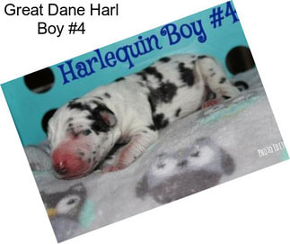 Great Dane Harl Boy #4