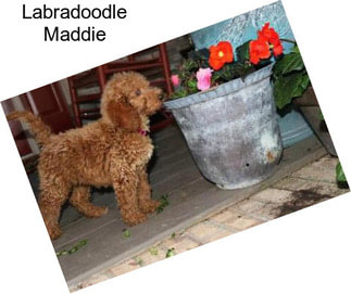 Labradoodle Maddie