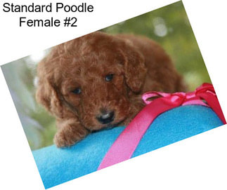 Standard Poodle Female #2