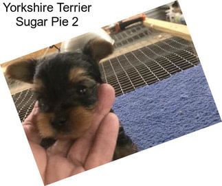 Yorkshire Terrier Sugar Pie 2