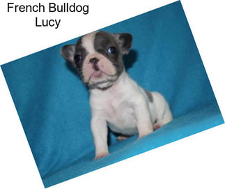French Bulldog Lucy