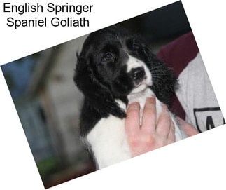 English Springer Spaniel Goliath