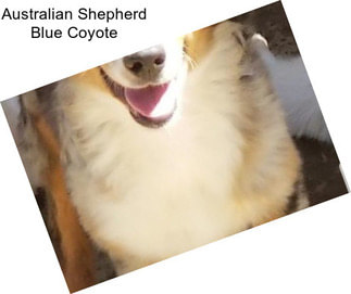 Australian Shepherd Blue Coyote