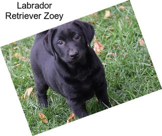 Labrador Retriever Zoey