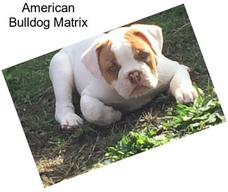 American Bulldog Matrix