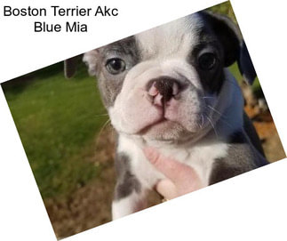 Boston Terrier Akc Blue Mia