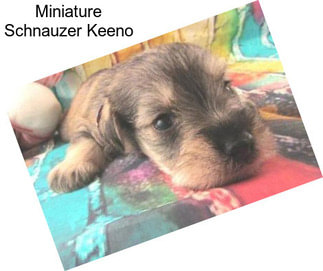 Miniature Schnauzer Keeno