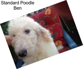 Standard Poodle Ben