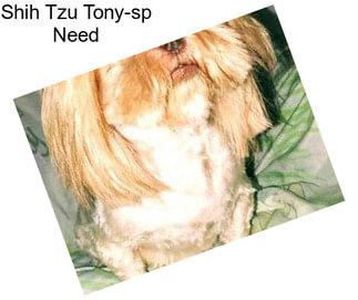 Shih Tzu Tony-sp Need