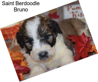 Saint Berdoodle Bruno