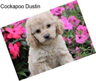 Cockapoo Dustin