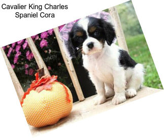 Cavalier King Charles Spaniel Cora