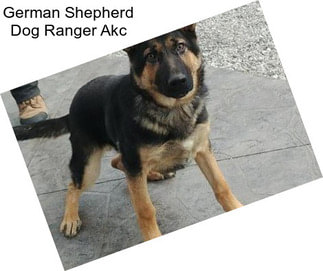 German Shepherd Dog Ranger Akc