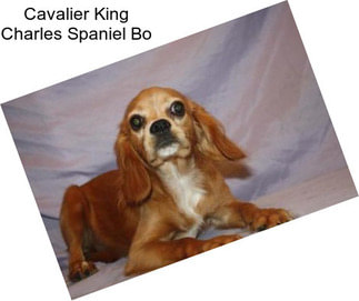 Cavalier King Charles Spaniel Bo