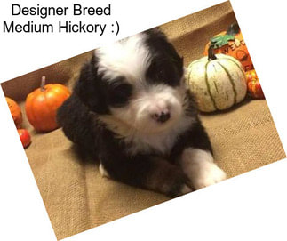 Designer Breed Medium Hickory :)