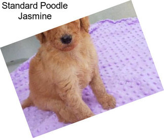 Standard Poodle Jasmine