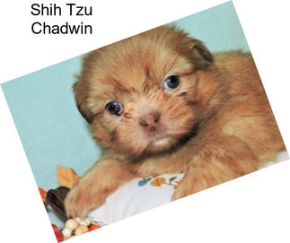 Shih Tzu Chadwin