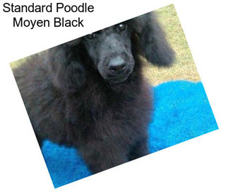 Standard Poodle Moyen Black