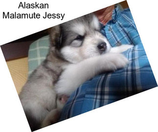 Alaskan Malamute Jessy