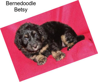 Bernedoodle Betsy