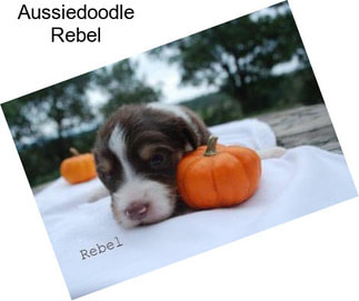 Aussiedoodle Rebel