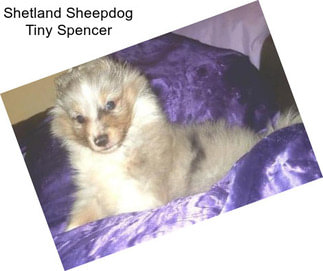 Shetland Sheepdog Tiny Spencer