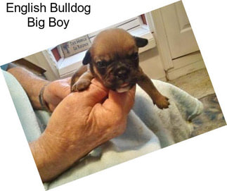 English Bulldog Big Boy