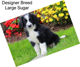 Designer Breed Large Sugar