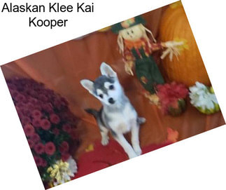 Alaskan Klee Kai Kooper