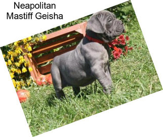 Neapolitan Mastiff Geisha