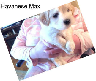 Havanese Max