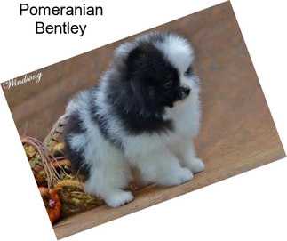 Pomeranian Bentley
