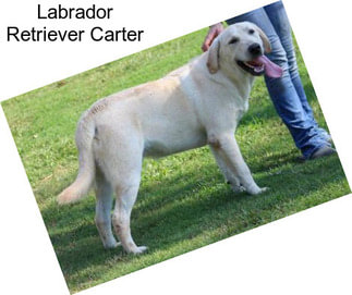 Labrador Retriever Carter