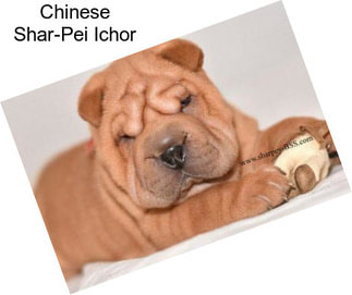 Chinese Shar-Pei Ichor