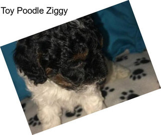 Toy Poodle Ziggy