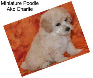 Miniature Poodle Akc Charlie