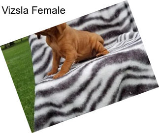 Vizsla Female