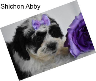 Shichon Abby