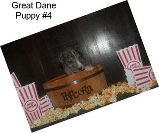Great Dane Puppy #4