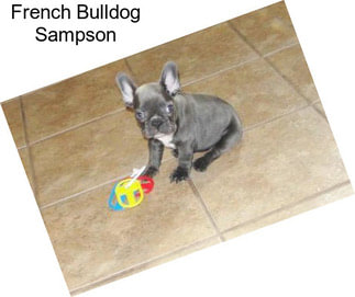 French Bulldog Sampson