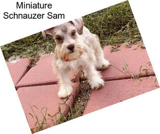 Miniature Schnauzer Sam