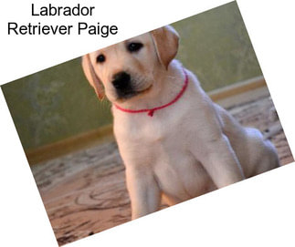 Labrador Retriever Paige
