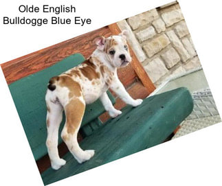 Olde English Bulldogge Blue Eye