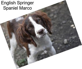 English Springer Spaniel Marco