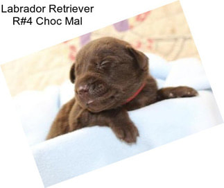 Labrador Retriever R#4 Choc Mal