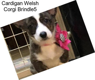 Cardigan Welsh Corgi Brindle5