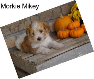Morkie Mikey