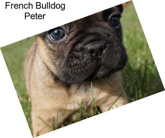 French Bulldog Peter