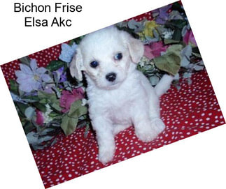 Bichon Frise Elsa Akc