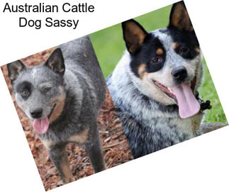 Australian Cattle Dog Sassy